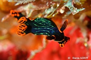Nembrotha kubaryana-Moga Island Pak Kasim-5m-20180530-Denis-ADER-DSC_2363_tn